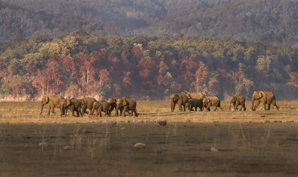 Nainital Kausani Tour Package With Corbett Image