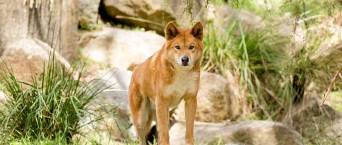 Fox in Healesville Sanctuary