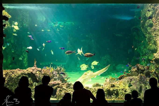 Sea Life Sydney Aquarium Tickets