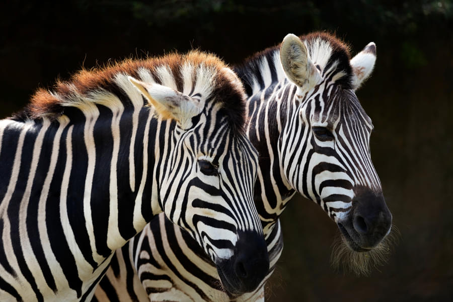 Witness the zebras at the Sydney zoo