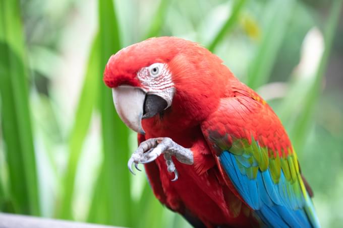 birds in Temaiken Biopark