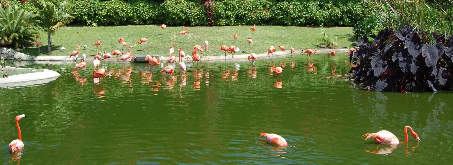 Zoo Miami