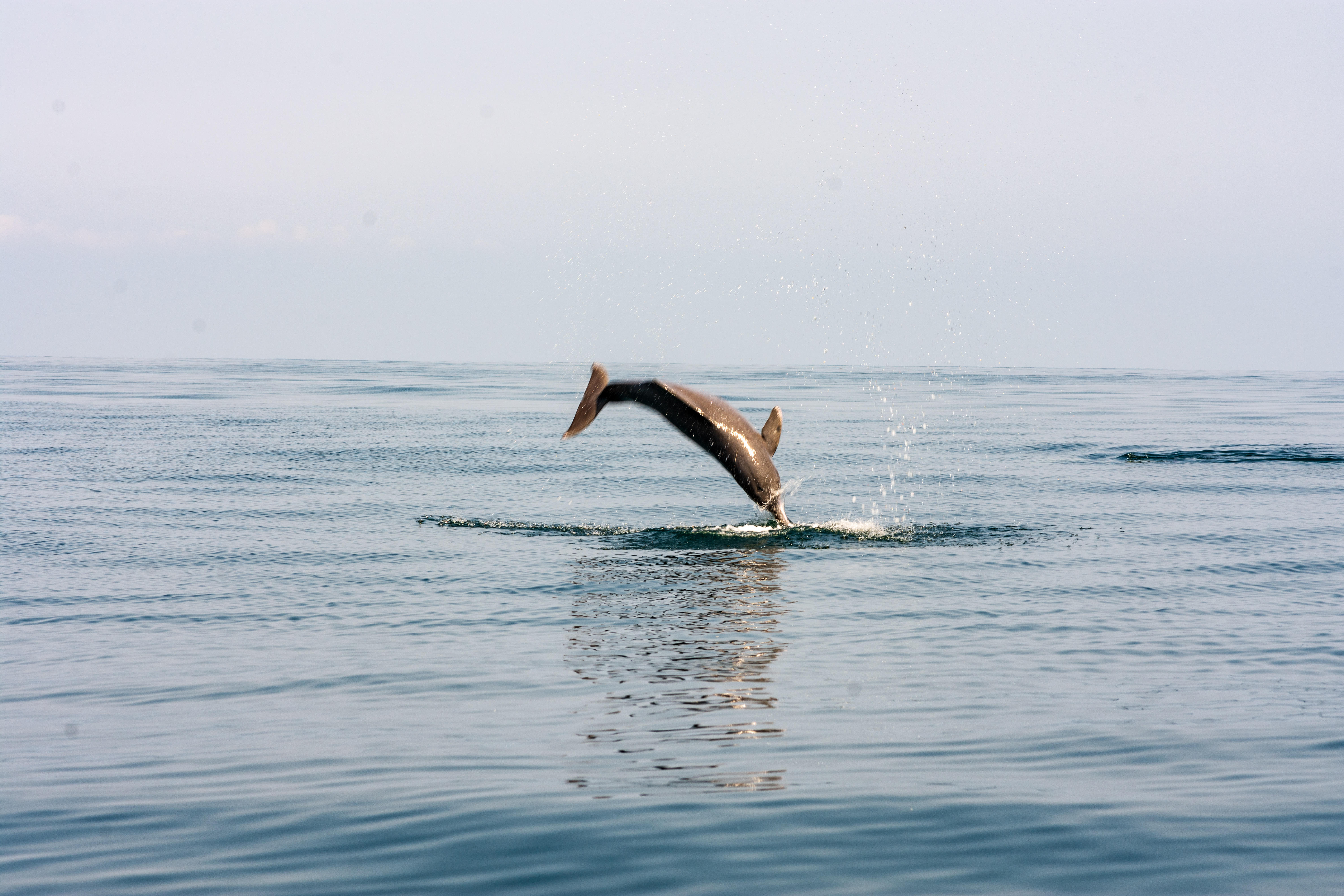 Dolphin Tour Goa at Coco Beach