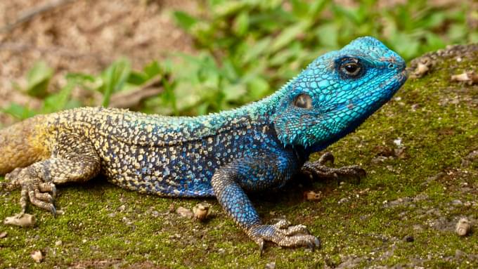 Reptile in Perth Zoo