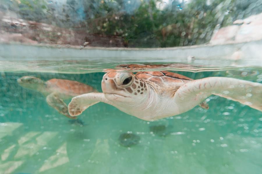 Swim in underground rivers and make sea turtles your friends