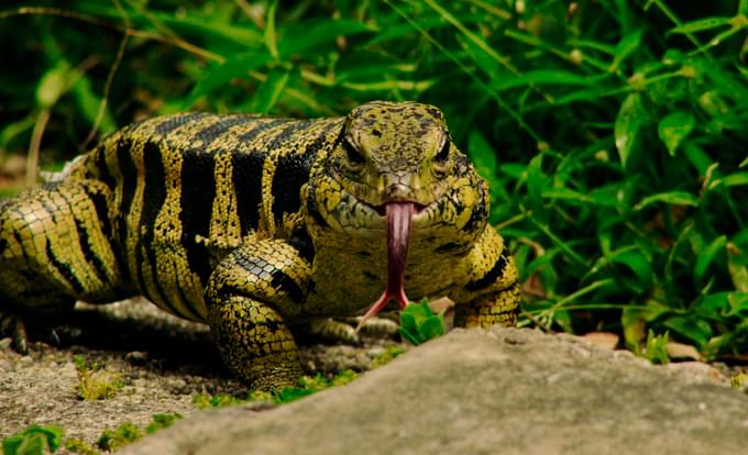 Reptile and Amphibian in Philadelphia Zoo