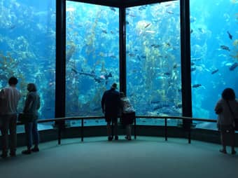 Admire the beautiful underwater world