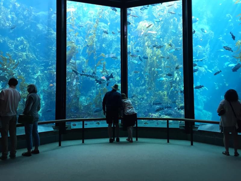 Aquarium Of The Bay Tickets, San Francisco