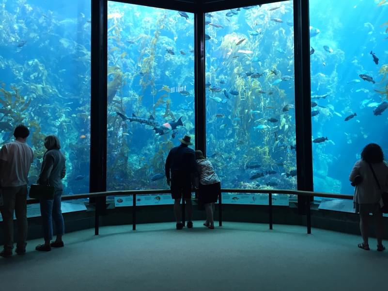 Aquarium Of The Bay Tickets Image