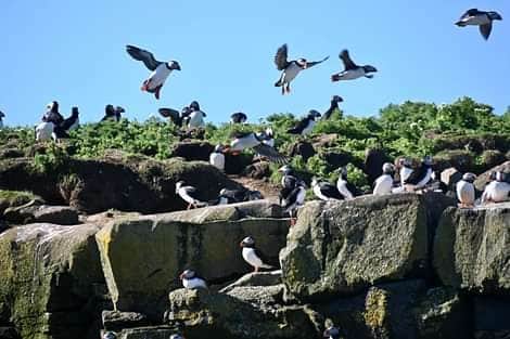 Enjoy Birdwatching