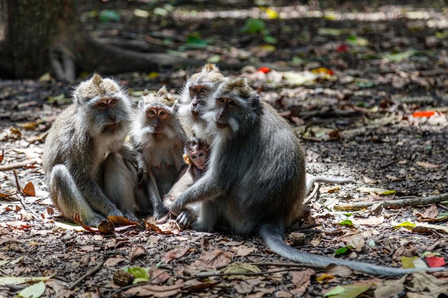 Things to Do in Ubud Monkey Forest