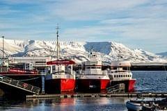 Whale Watching from Reykjavik