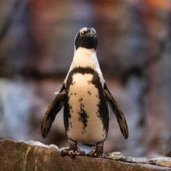 African Penguin