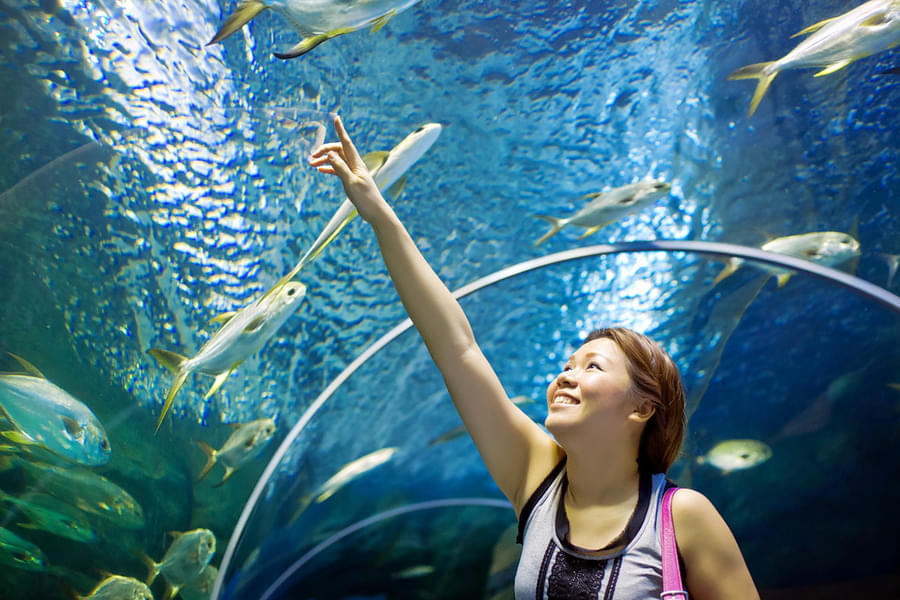 Spot the variety of fishes and other marine creatures at Underwater World 