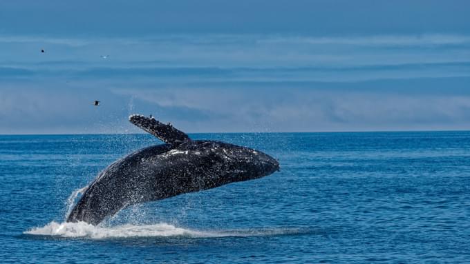 Whales at Italy