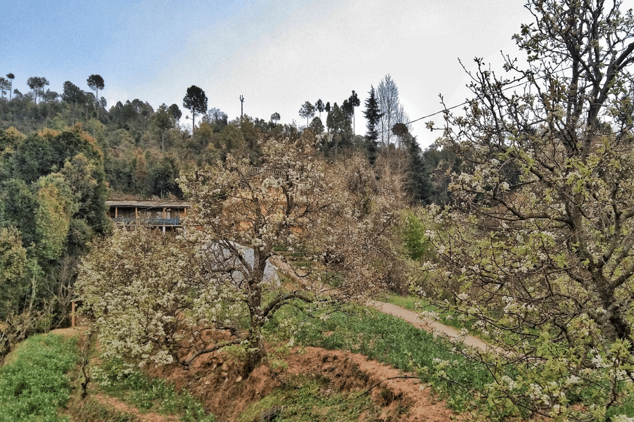 An Eco Friendly Hideaway In The Hills Of Nainital Image