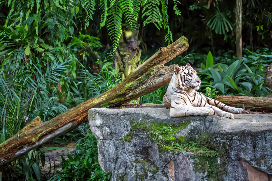 Singapore Zoo Jungle Breakfast Image
