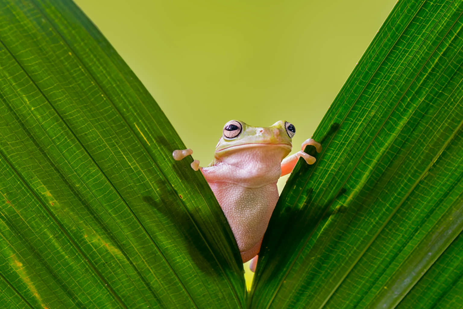 Reptiles