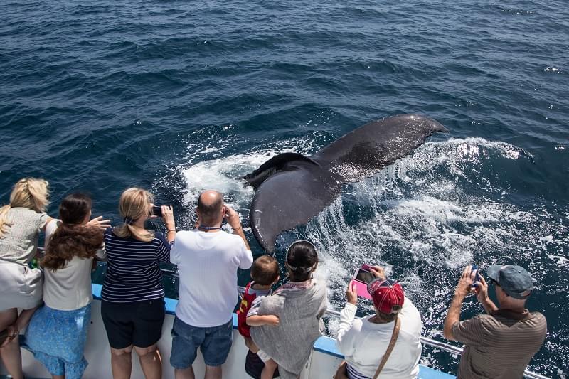 Whale Watching Cruise Sydney Image