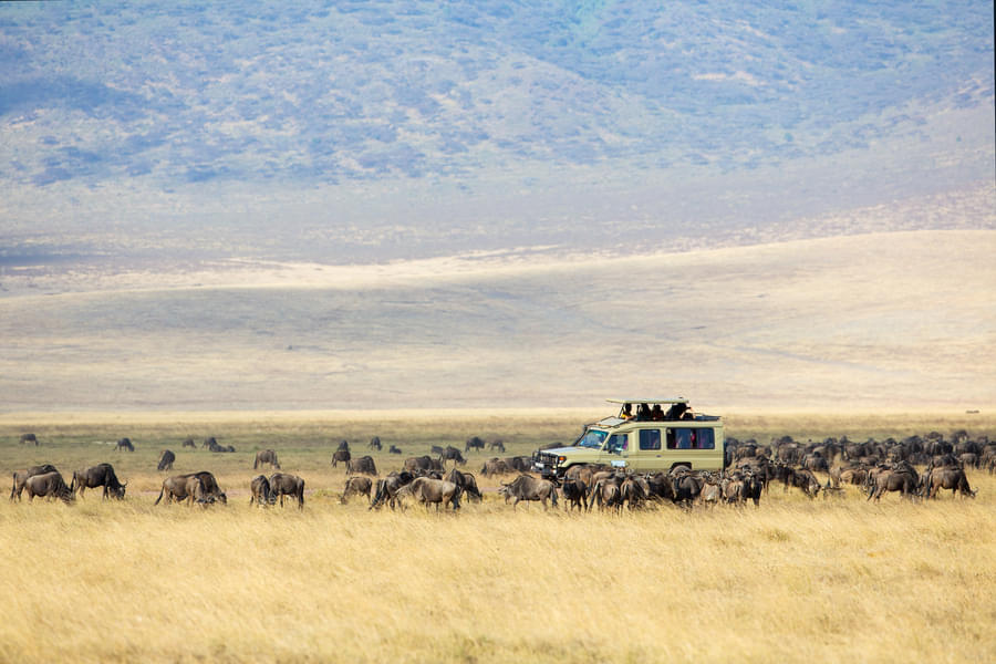 5 Days Tanzania Wildlife Safari Image