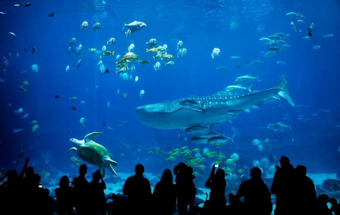 Vizhinjam Marine Aquarium, Trivandrum