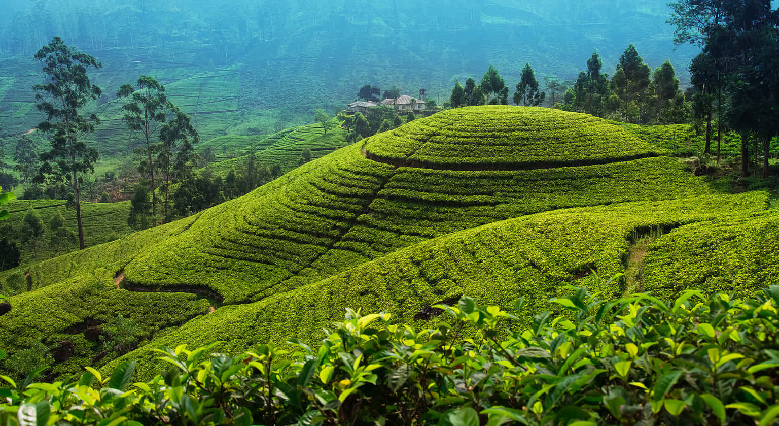 Nuwara Eliya Tea Plantation Tour