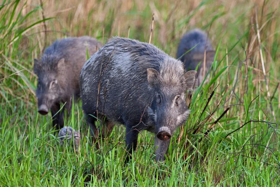 Kaziranga National Park Jeep Safari Image