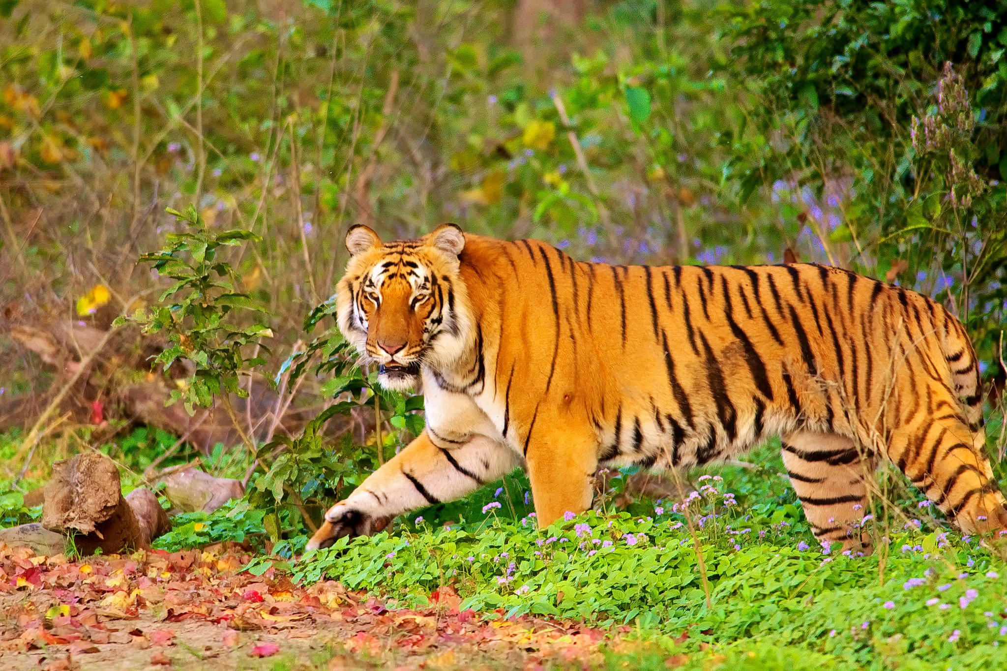Netravali Wildlife Sanctuary Overview