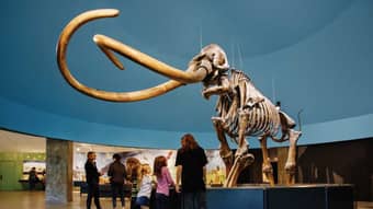 Experience an intuitive day at the La Brea Tar Pits and Museum in Los Angeles