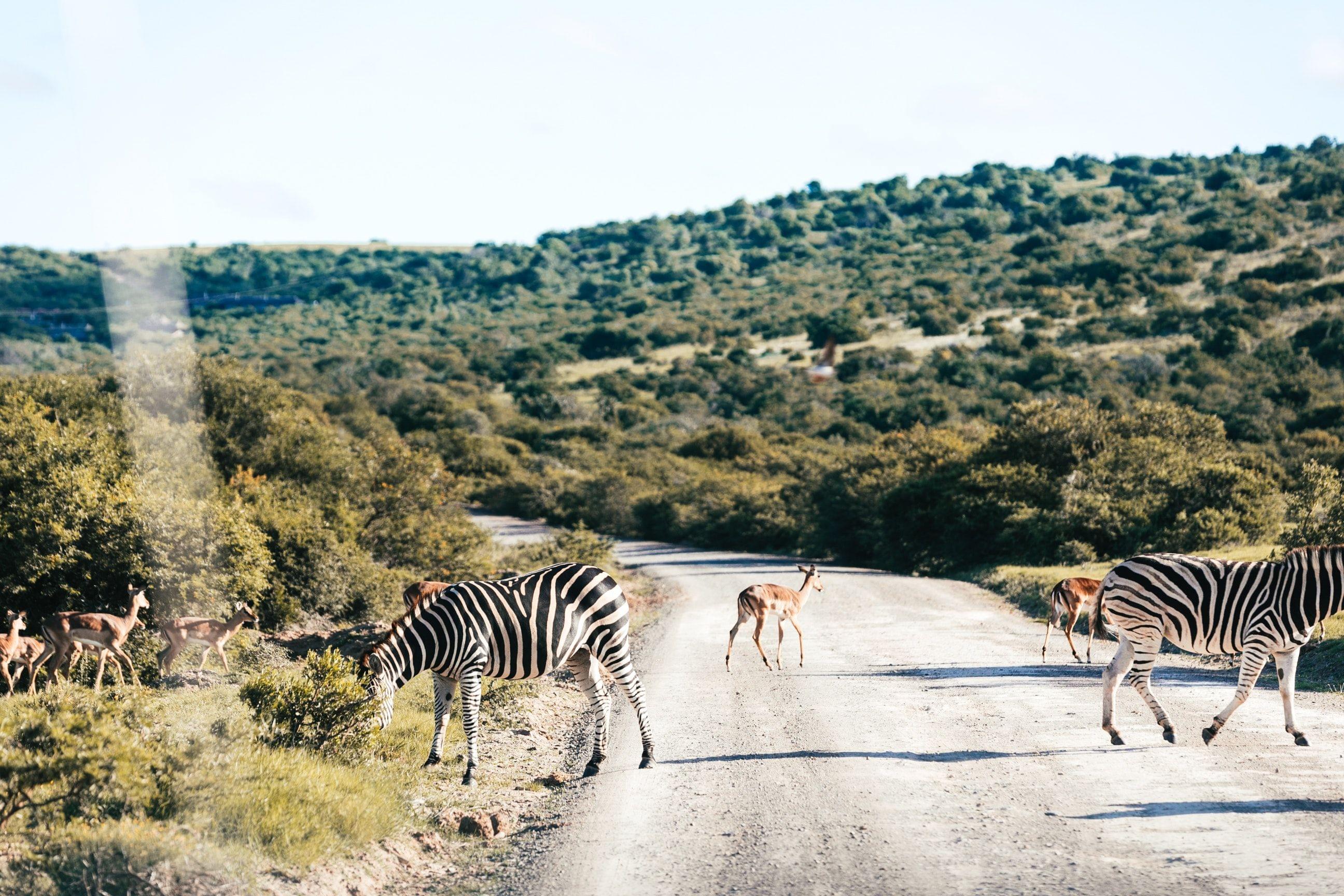 amboseli