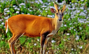 Phansad Wildlife Sanctuary