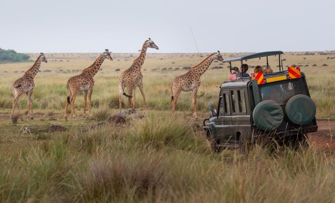 Spot wildlife in the safari car
