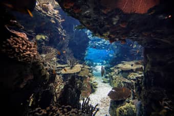 Get lost in the stunning life underwater