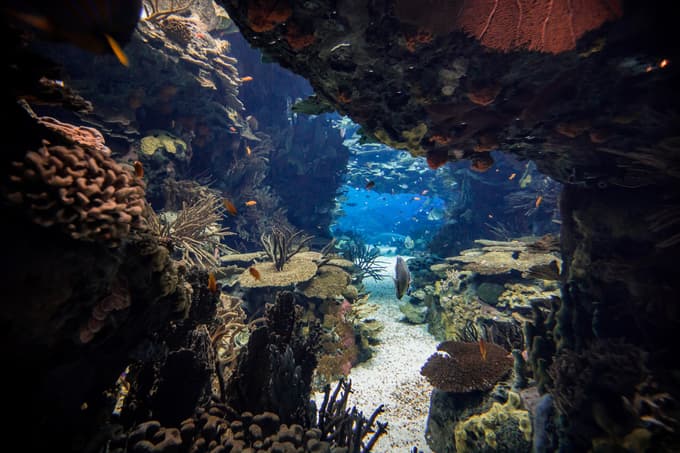 Get lost in the stunning life underwater