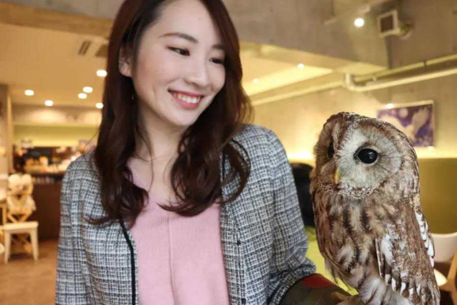 Tokyo Owl Cafe HOOT HOOT Tickets Image