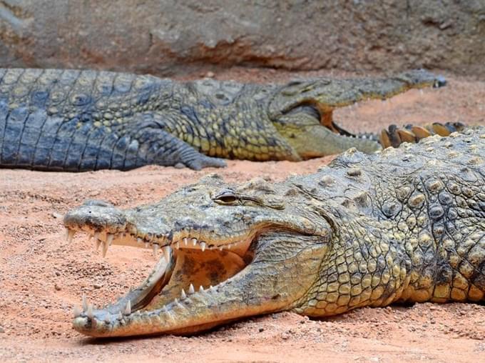 Crocodile in Valencia Bioparc