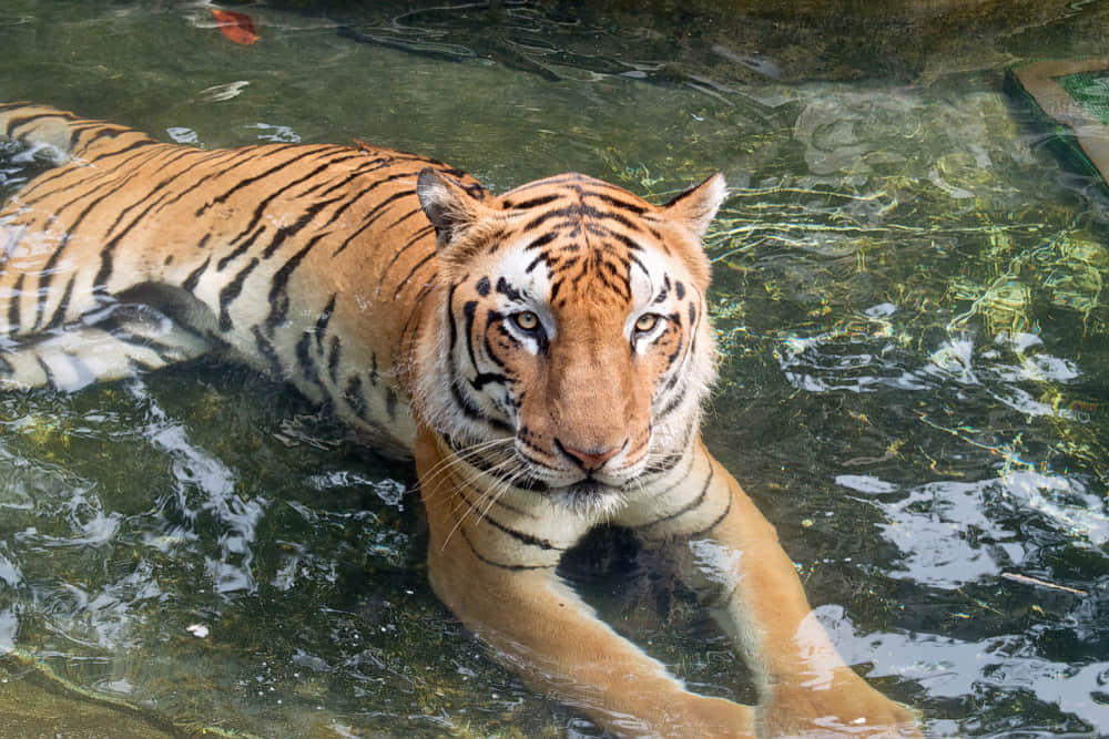 Mahananda Wildlife, <em>Siliguri</em>