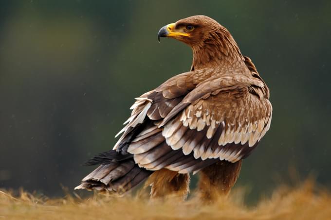 Steppe Eagle