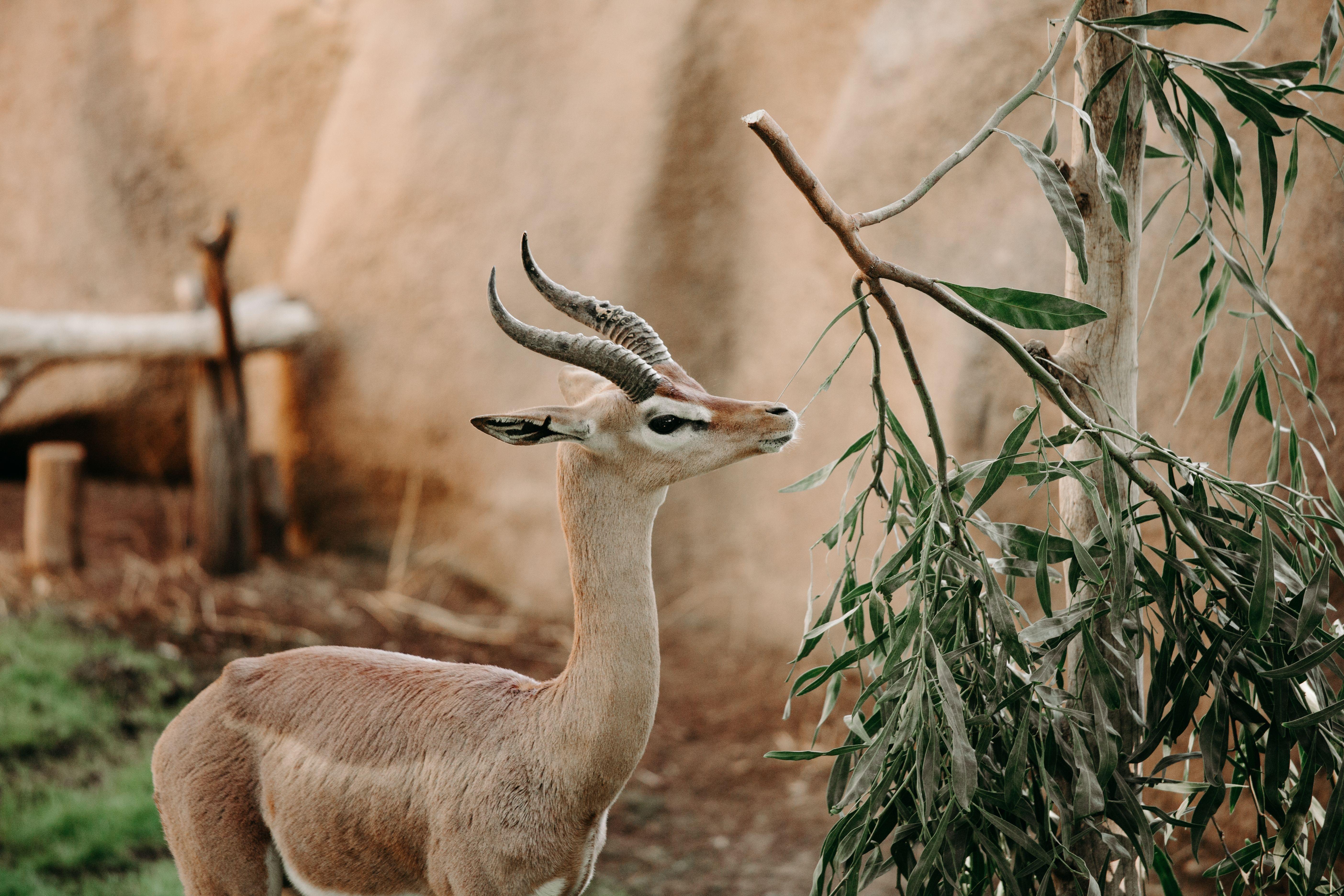 San Diego Zoo.jpg