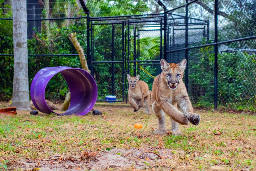 Explore this wildlife park to see the gorgeous Florida panther