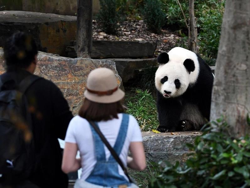 Witness the black & white panda in the zoo