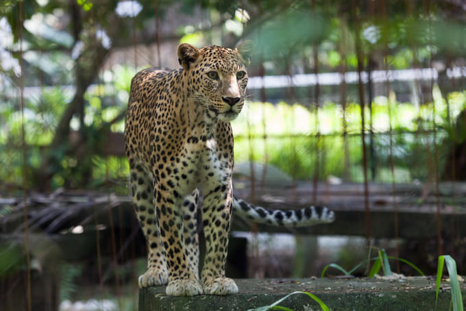 Zoo Negara, Malaysia