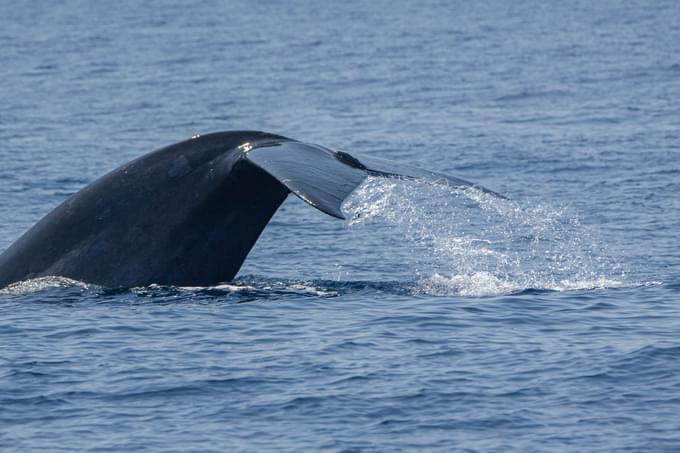 Blue Whale in Quebec