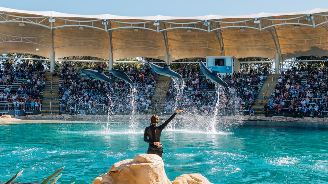Sea World, Gold Coast Admission Tickets Image