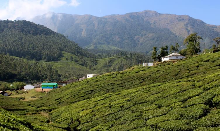 Tea Plantations in Yellapatty