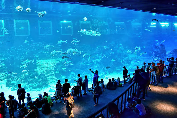 S.E.A. Aquarium Singapore