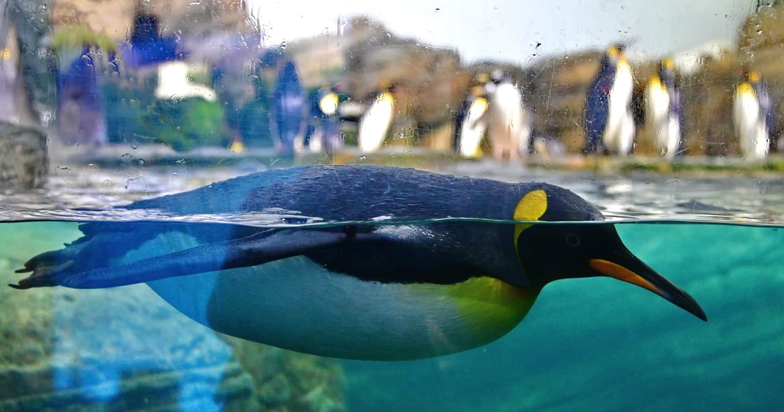 Witness the breeding and conservation programs
