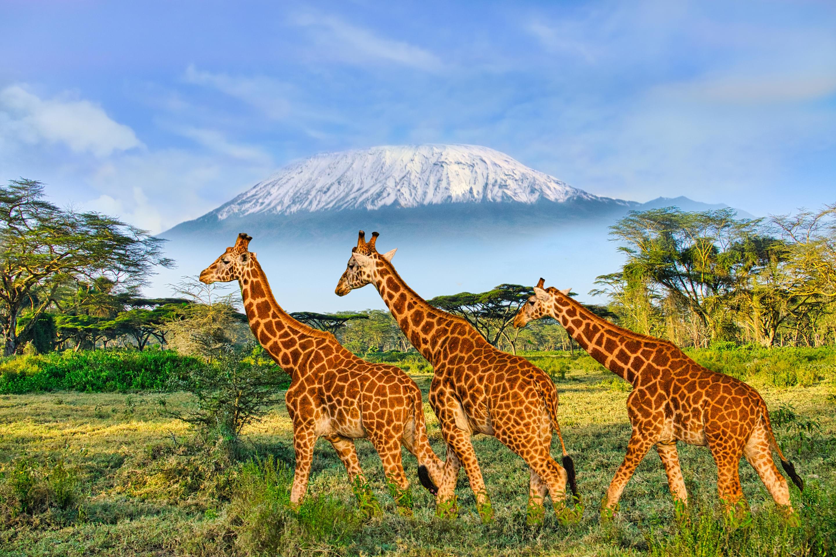 Kenya Packages from Ahmedabad | Get Upto 50% Off