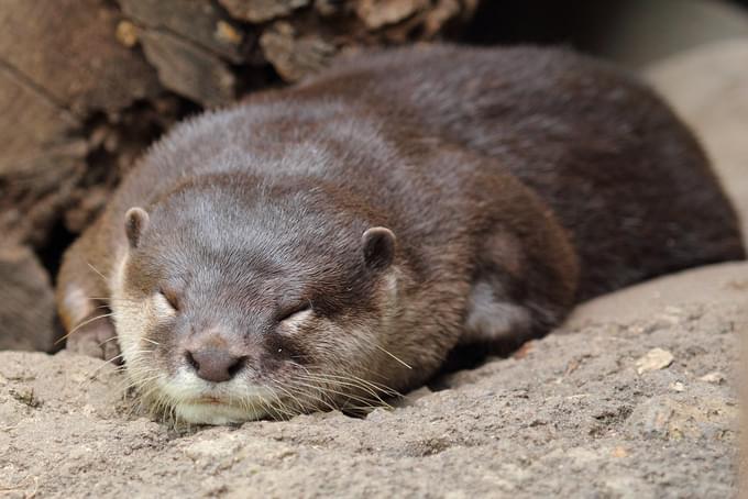 Small Clawed Otter