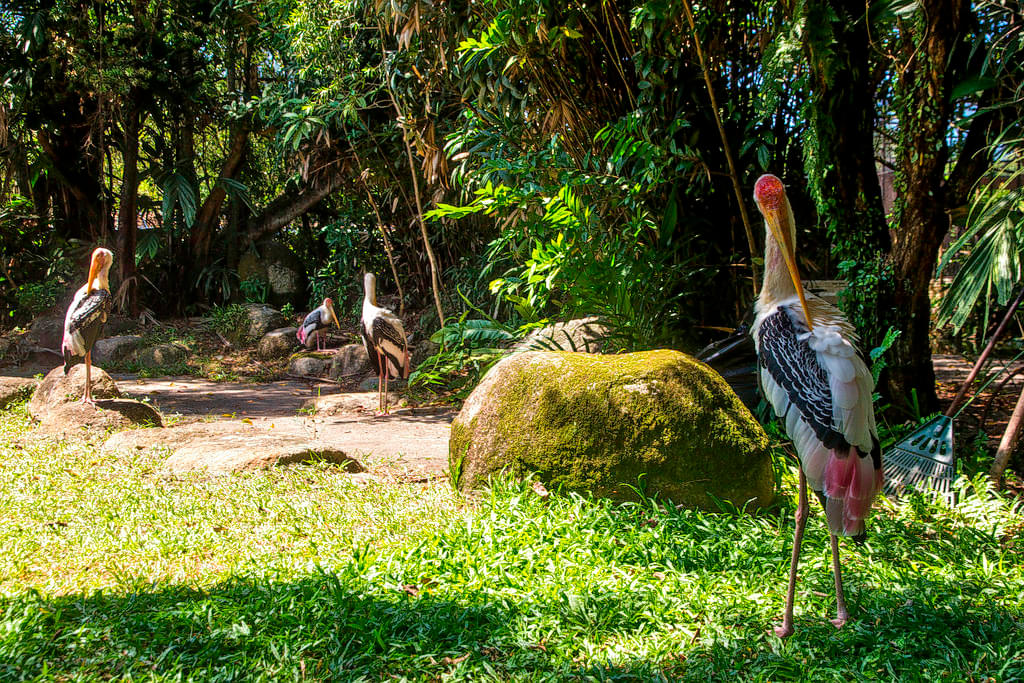 Penang Bird Park Overview